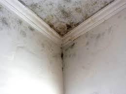 Why You Should Choose Our Mold Remediation Services in Bergenfield, NJ